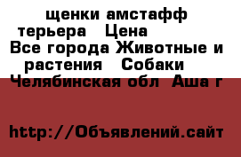 щенки амстафф терьера › Цена ­ 30 000 - Все города Животные и растения » Собаки   . Челябинская обл.,Аша г.